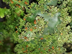 Pseudocyphellaria multifida