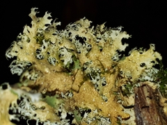 Pseudocyphellaria multifida