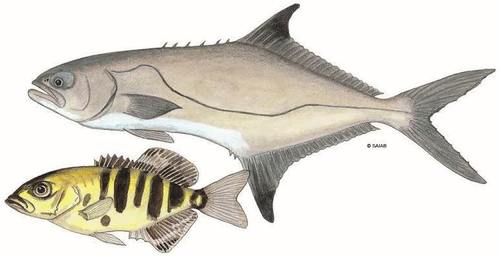 Leerfish (Lichia amia) — Carangidae