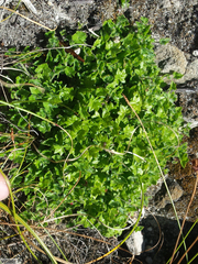 Centella macrodus