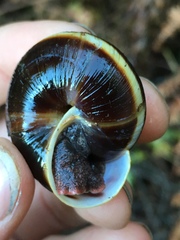 Monadenia