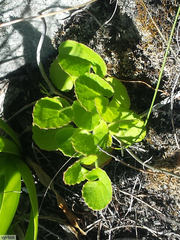 Centella eriantha