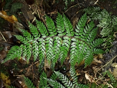 Polystichum silvaticum