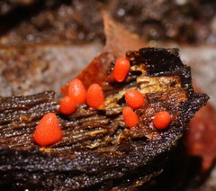 Lycogala conicum