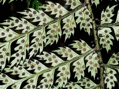 Polystichum silvaticum