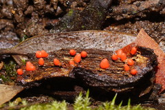 Lycogala conicum