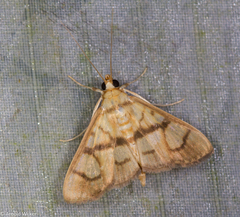 Nosophora euryterminalis