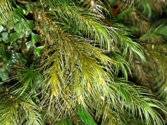 Cryptopodium bartramioides