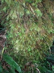 Cryptopodium bartramioides