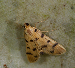 Dichocrocis