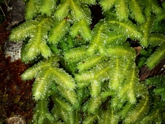 Schistochila nobilis