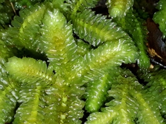 Schistochila nobilis