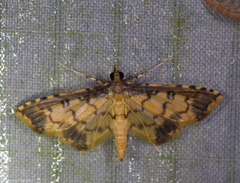 Lamprosema