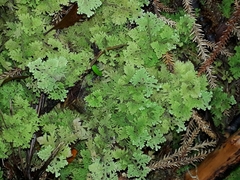 Trichocolea mollissima