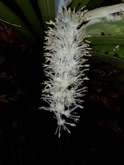 Astelia microsperma