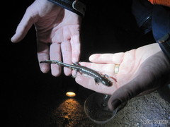 Ambystoma 'unisexual complex'