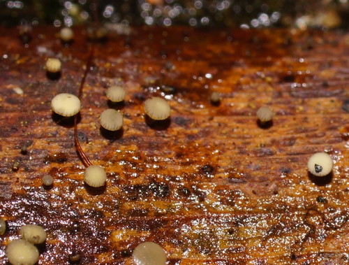 Hymenotorrendiella image