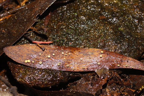 Hymenotorrendiella image