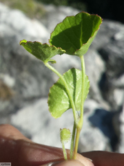 Centella eriantha
