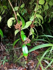 Metrosideros albiflora