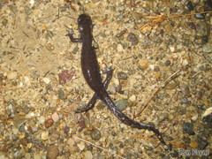 Ambystoma 'unisexual complex'