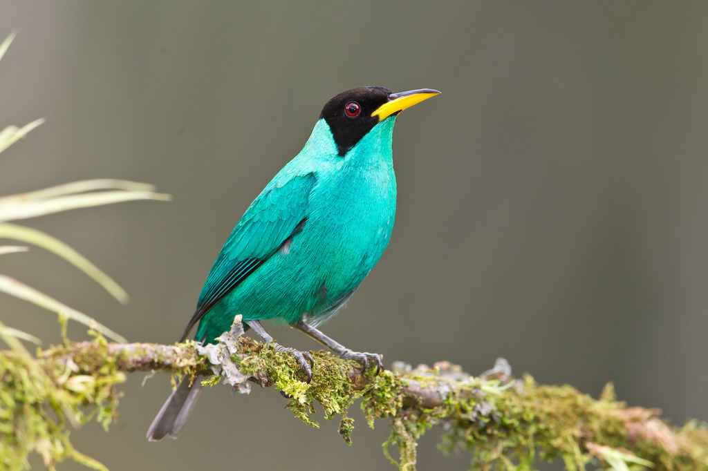 Green Honeycreeper