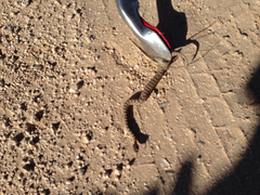 Sistrurus tergeminus