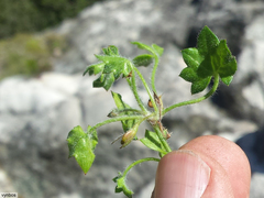 Centella macrodus