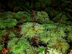 Mniodendron comatum