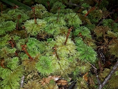 Mniodendron comatum