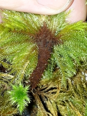 Mniodendron comatum
