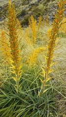Aciphylla colensoi