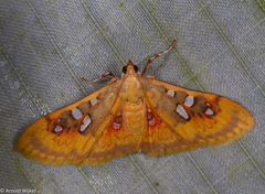Sameodes pictalis