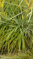 Aciphylla colensoi