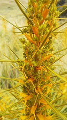 Aciphylla colensoi