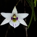 Dendrobium cunninghamii - Photo (c) Leon Perrie, algunos derechos reservados (CC BY), uploaded by Leon Perrie