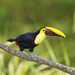 Yellow-throated Toucan - Photo (c) Greg Lasley, some rights reserved (CC BY-NC), uploaded by Greg Lasley