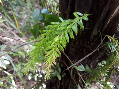 Tmesipteris sigmatifolia