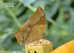 Charaxes varanes