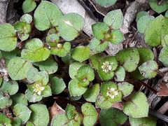 Nertera dichondrifolia