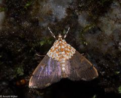 Agrotera basinotata