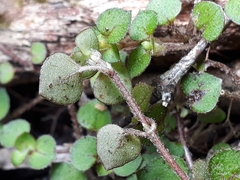 Nertera dichondrifolia