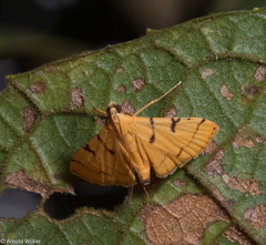 Dichocrocis