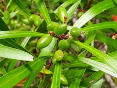 Toronia toru