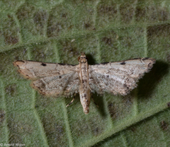 Lathrotelinae