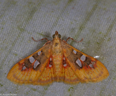 Sameodes pictalis