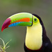 Keel-billed Toucan - Photo (c) Greg Lasley, some rights reserved (CC BY-NC), uploaded by Greg Lasley