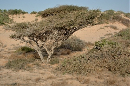 umbrella thorn