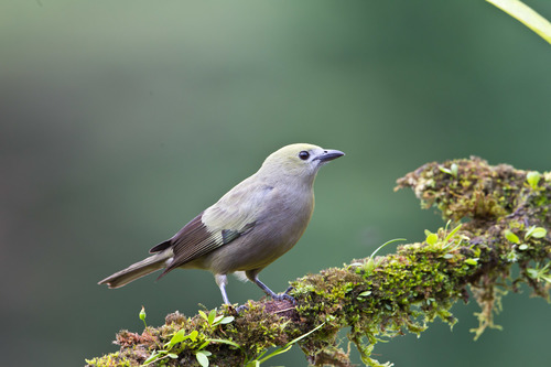 Palm Tanager, photo 5 of 10