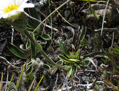 Celmisia hieraciifolia gracilis